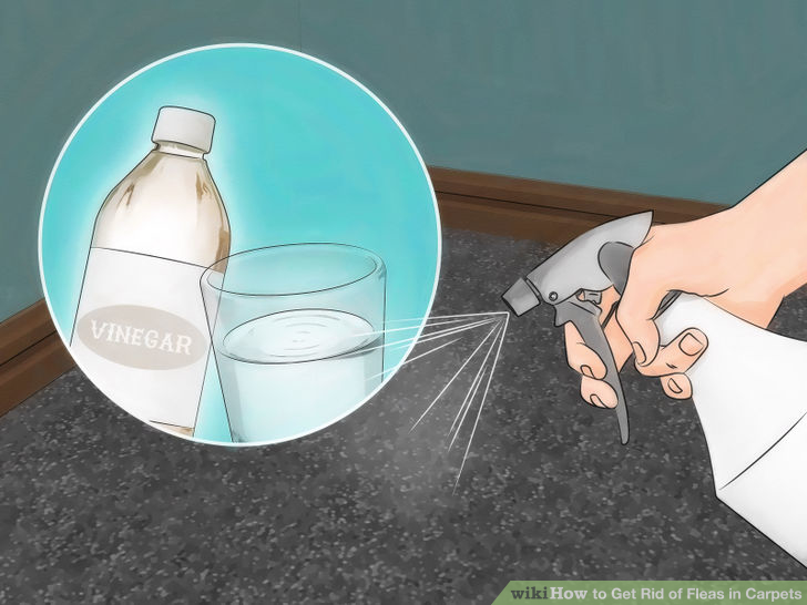 Help with cleaning my carpet and with fleas?